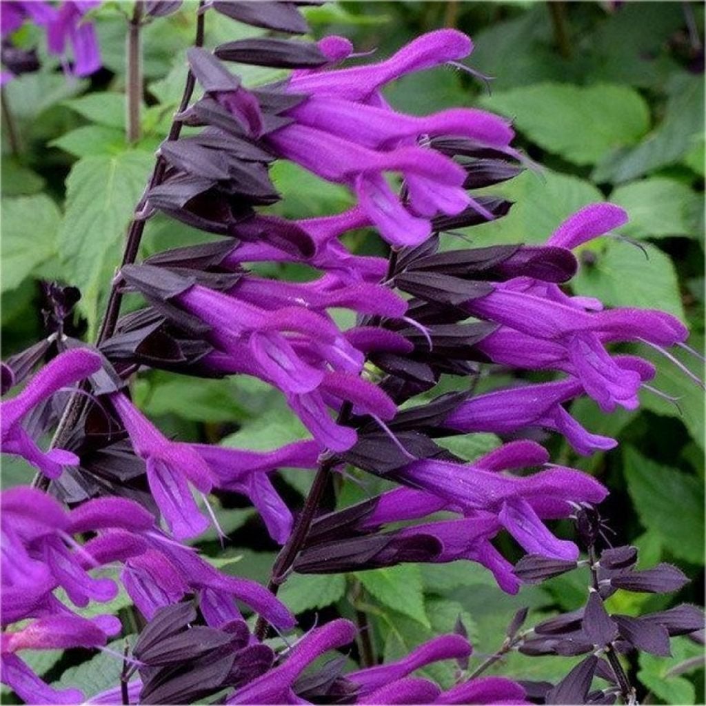 Salvia ‘Amistad’ - paars - bloeit nazomer tot aan vorst, Overige soorten, Volle zon, Vaste plant, Ophalen of Verzenden