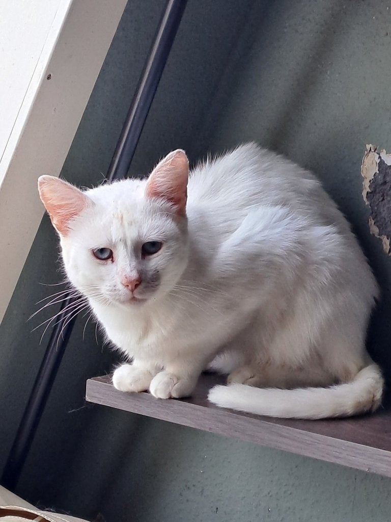 Dringend gastouders of adoptanten gezocht voor enkele katten, Meerdere dieren, Kortharig, 3 tot 5 jaar