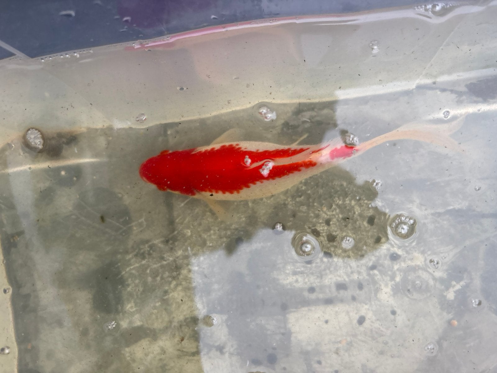 Sarasa en komeetstaart te koop, Karper of Koi