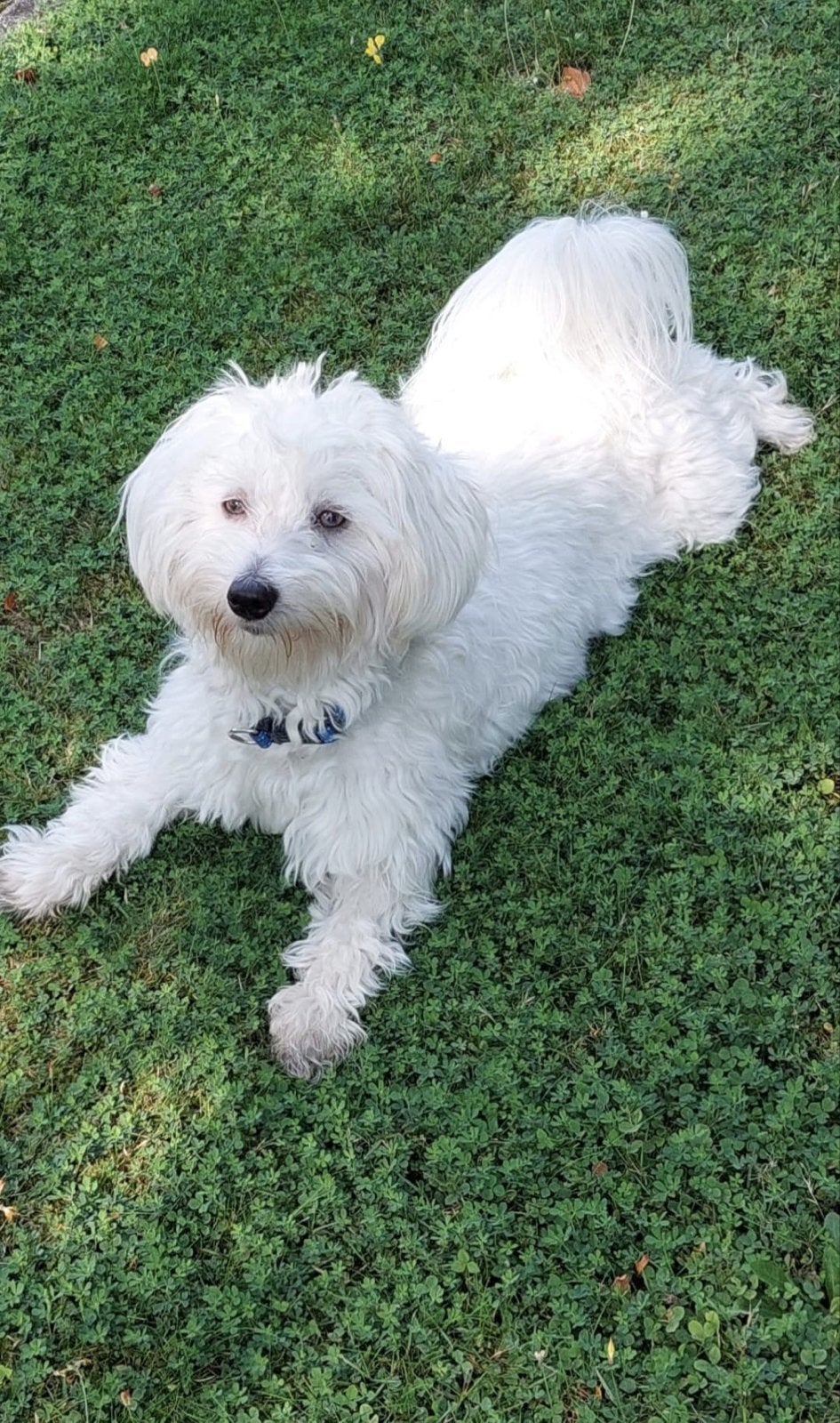 Maltezer reu, 15 weken tot 1 jaar, Reu, Parvo, Eén hond