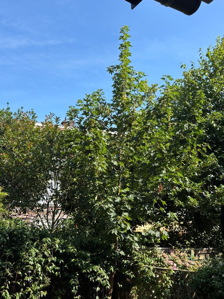 Gratis jonge esdoorn ( 4 jaar, 5–6 m hoog), Tuin en Terras, Planten | Bomen, Overige soorten, 400 cm of meer, Halfschaduw, Lente