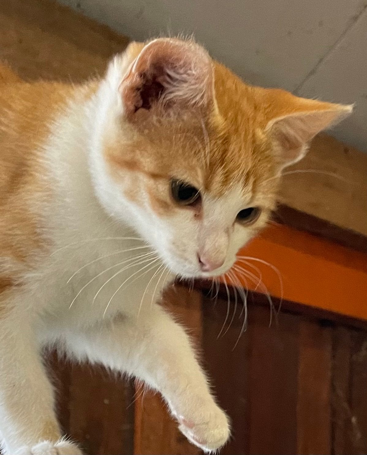 Boerderij kittens te koop, Dieren en Toebehoren, Meerdere dieren, Kortharig, 0 tot 2 jaar