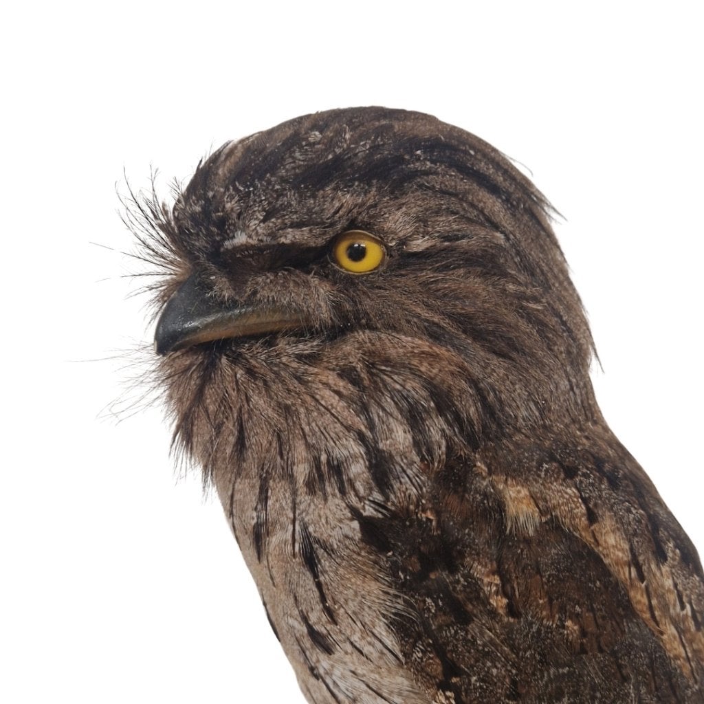 Opgezette Uilnachtzwaluw, Verzamelen, Ophalen of Verzenden, Nieuw, Vogel, Opgezet dier