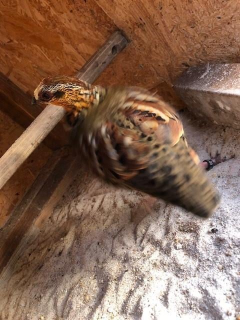 ricket bos patrijzen, Dieren en Toebehoren, Pluimvee, Meerdere dieren, Eend