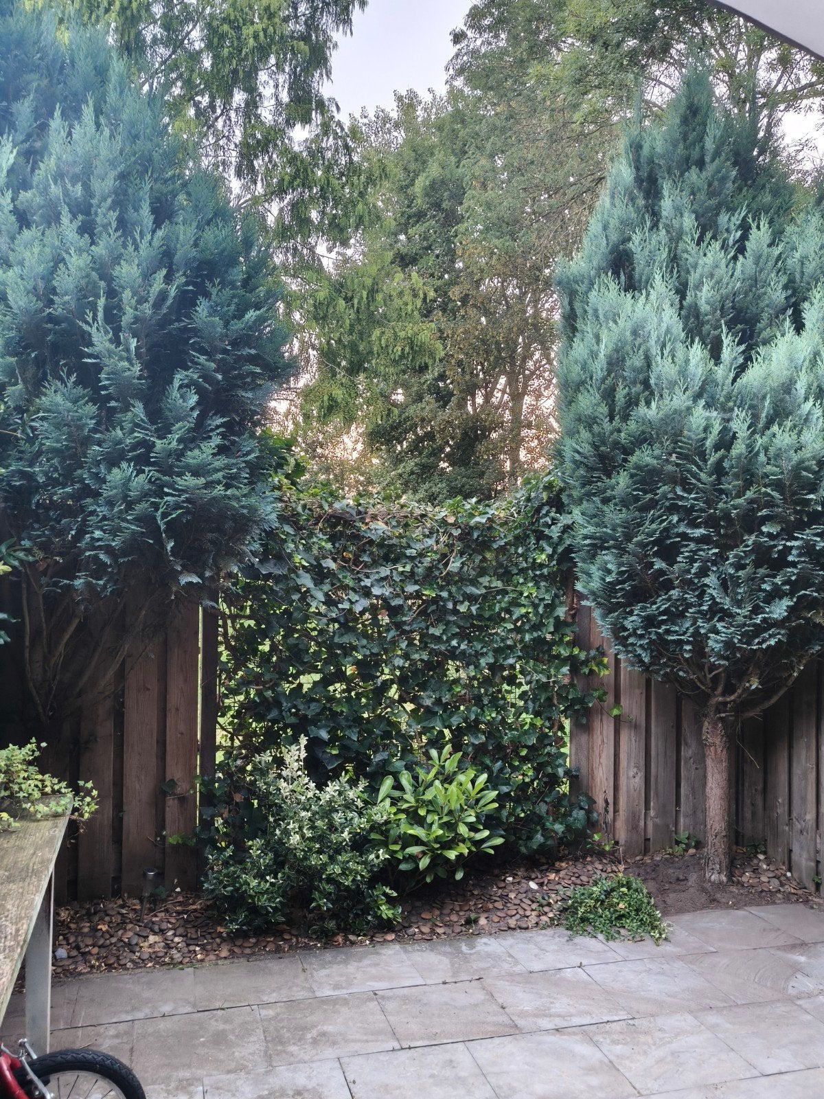 Unieke set van twee Blauwe Cipressen op Stam (ca 3mtr), Tuin en Terras, Planten | Bomen, Overige soorten, 250 tot 400 cm, Ophalen
