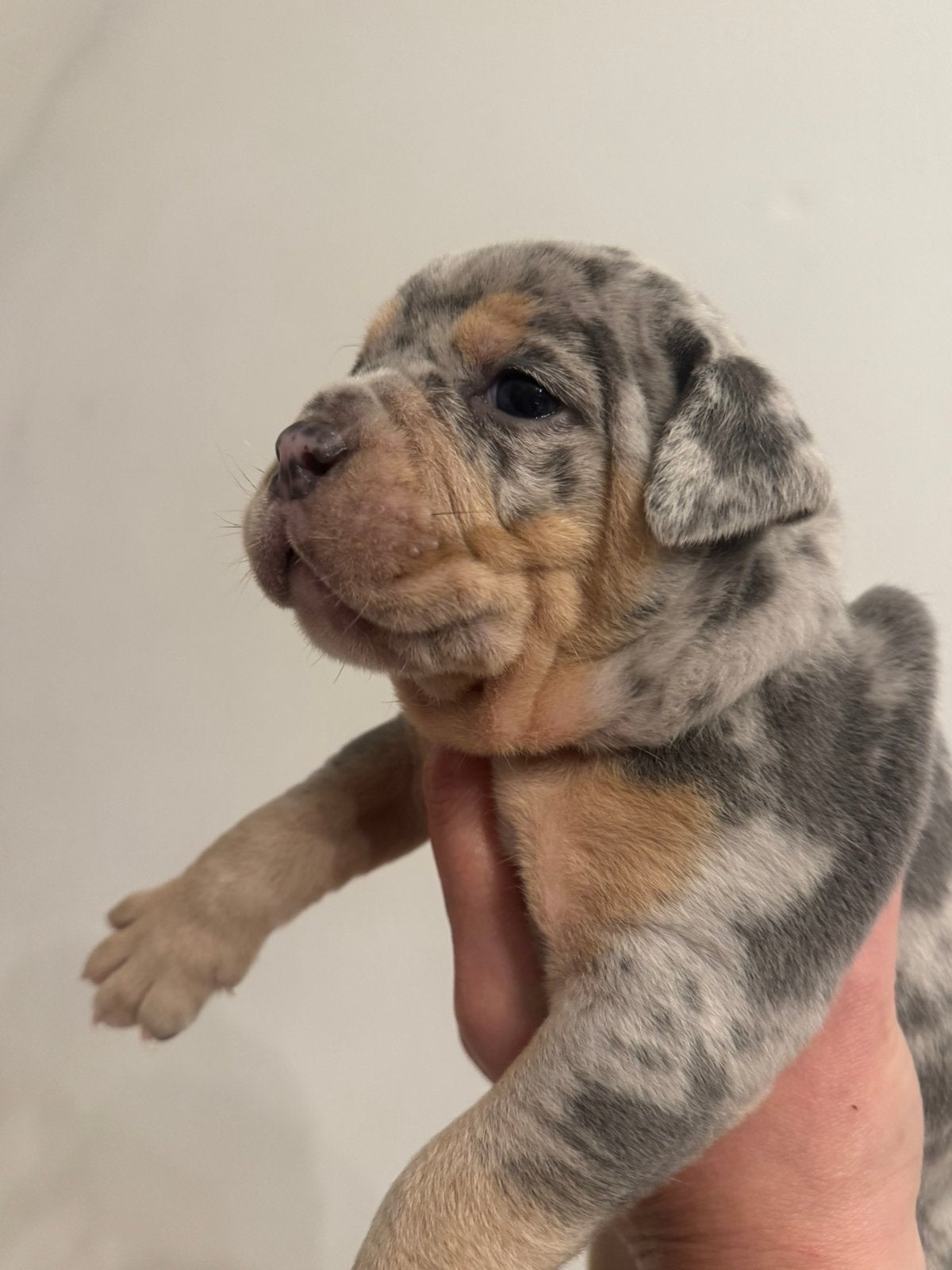 Old English Bulldog ❤️ 1 TEEFJE EN 1 REUTJE BESCHIKBAAR!, Dieren en Toebehoren, 8 tot 15 weken, Bulldog, Meerdere, Meerdere dieren