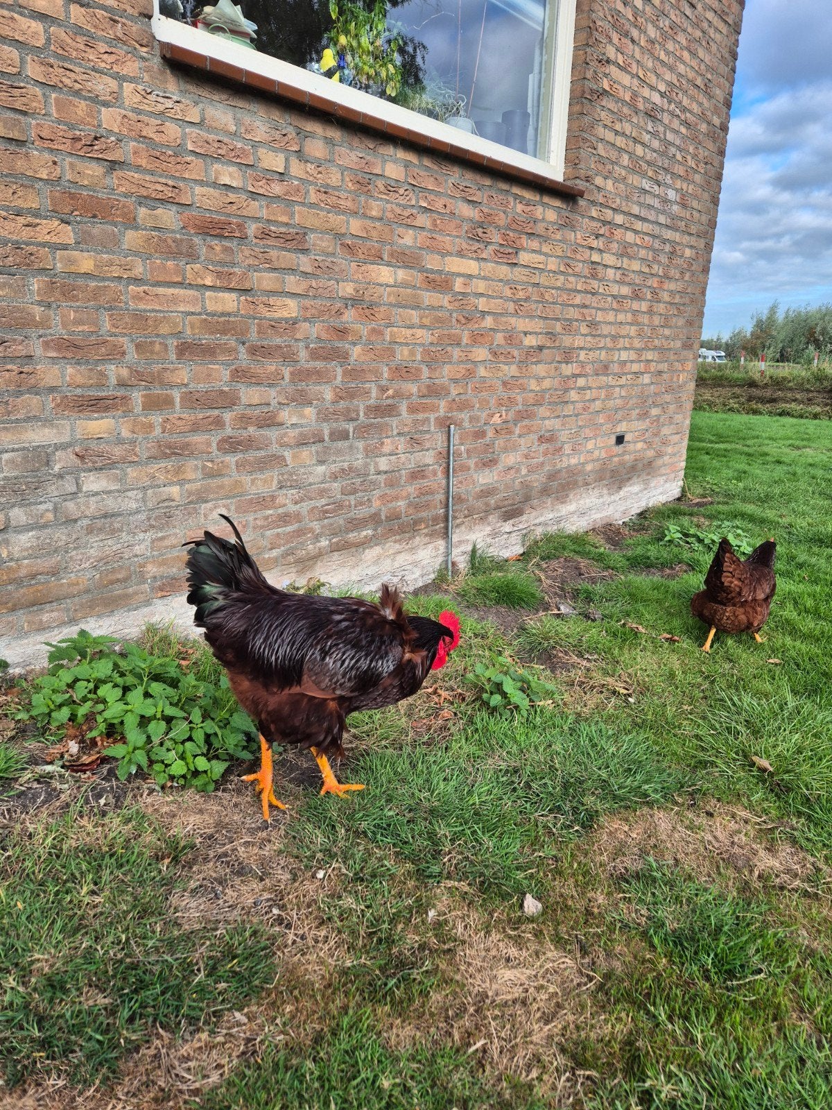 Red island hanen, Dieren en Toebehoren, Pluimvee, Mannelijk, Kip