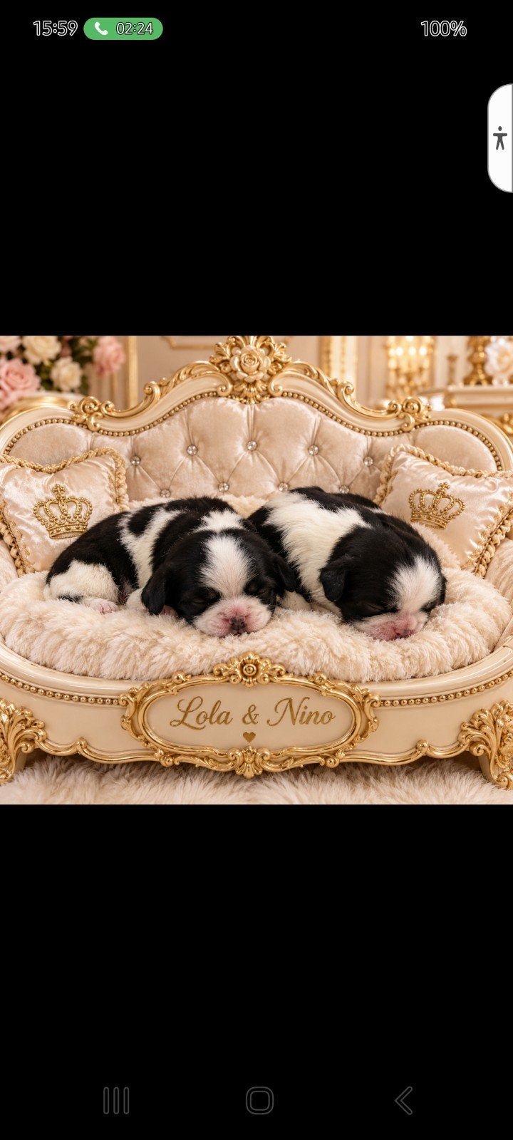 raszuivere Shih tzu pups., Parvo, Overige rassen, 8 tot 15 weken, Meerdere