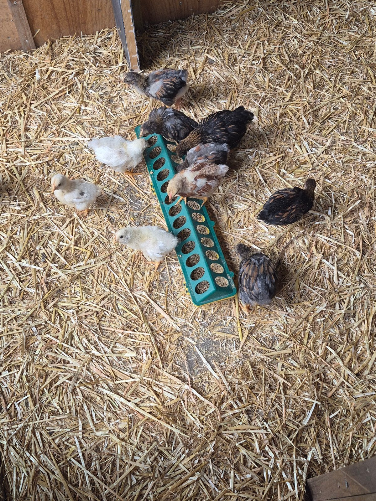 Wyandotte kuikens, Dieren en Toebehoren, Pluimvee, Geslacht onbekend, Kip
