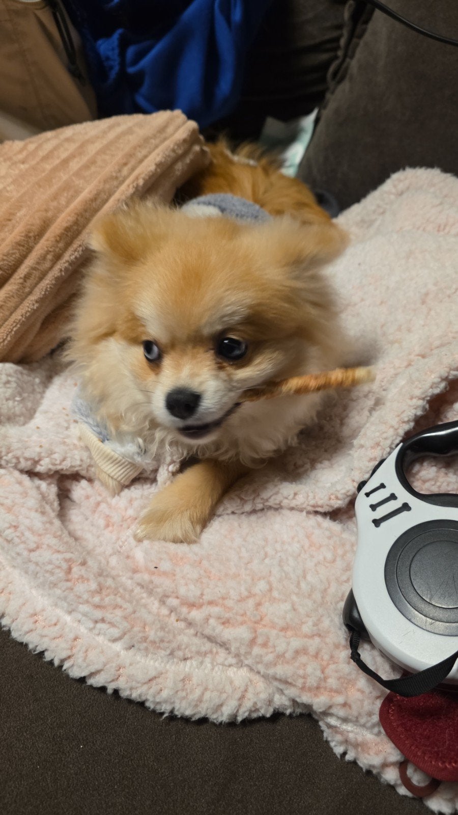 Pomeranian teefje odd eye, Dieren en Toebehoren, Honden | Poolhonden, Keeshonden en Oertypen, Particulier, Keeshond, 15 weken tot 1 jaar