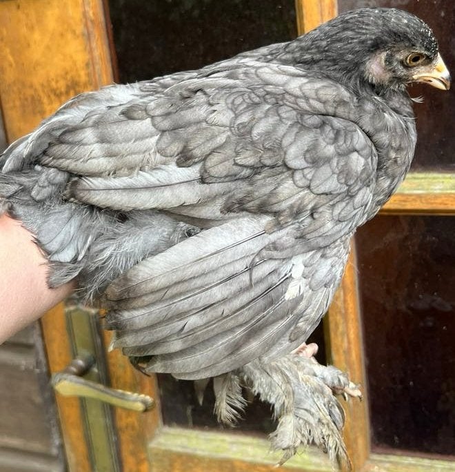 3 brahma kuikens, Meerdere dieren, Kip