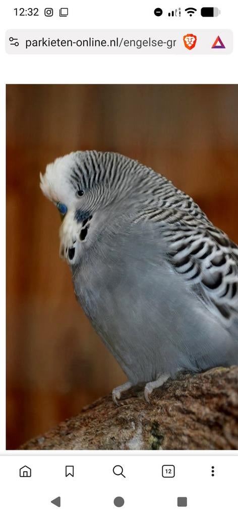Gezocht liefst grijze Engelse grasparkiet vrouwtje, Dieren en Toebehoren, Vogels | Parkieten en Papegaaien, Vrouwelijk, Parkiet