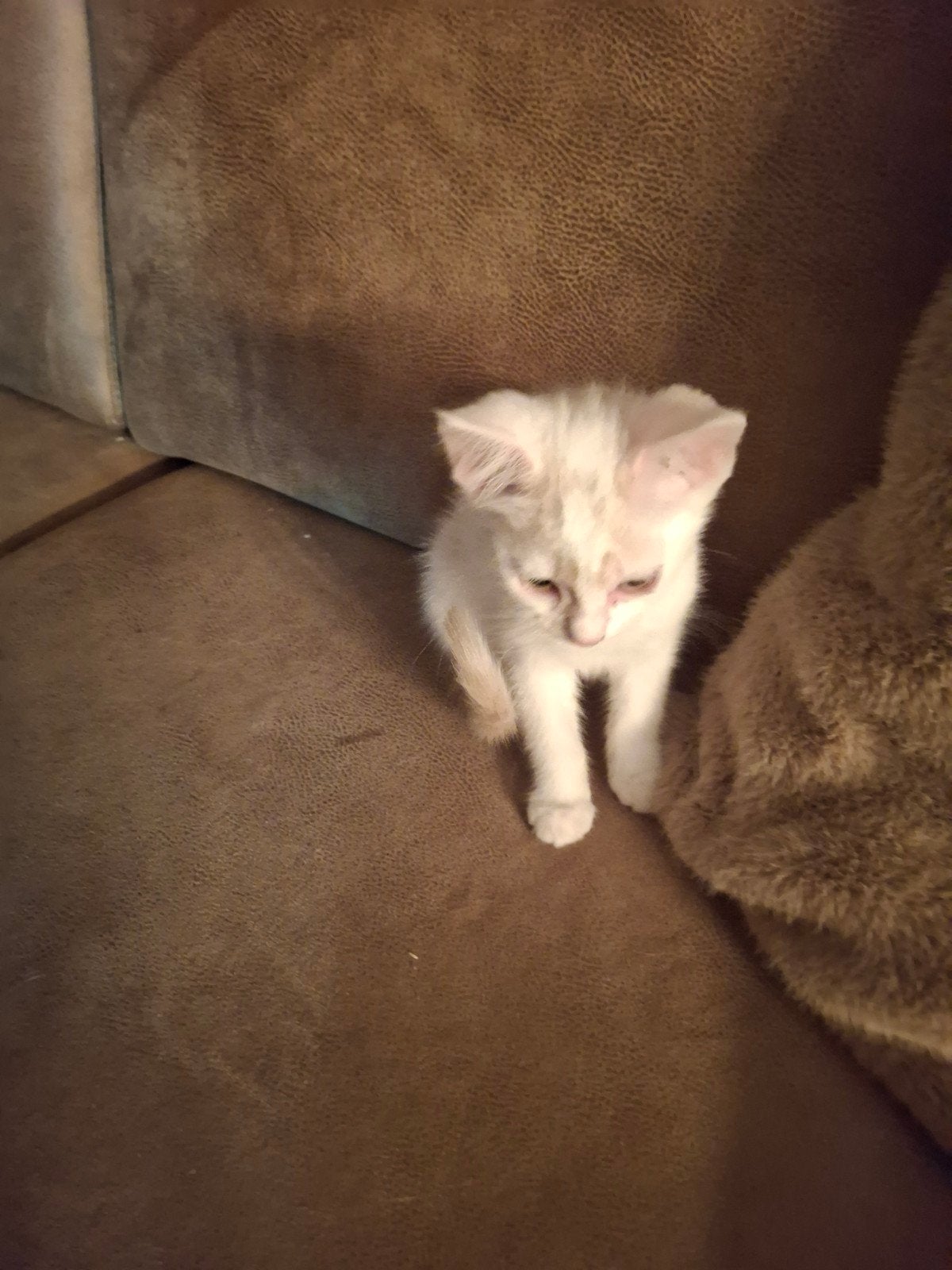 kitten, Meerdere dieren