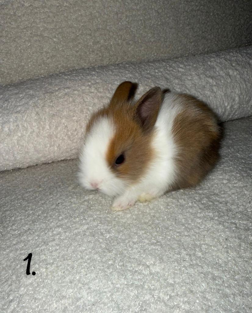 Schattige Leeuwenkop Konijntjes - Klaar om te Verhuizen!, Dieren en Toebehoren, Konijnen, Meerdere dieren, Dwerg