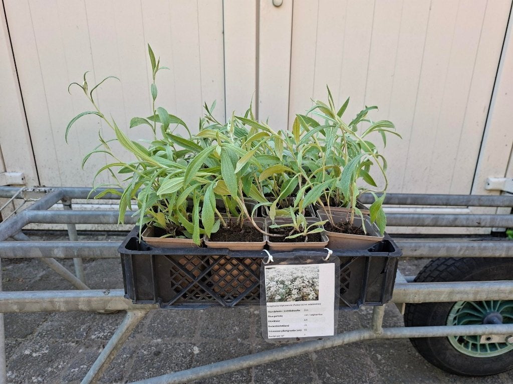 Mooie Anaphalis triplinervis (Syberische Edelweiss) in pot!, Ophalen, Vaste plant, Overige soorten, Volle zon