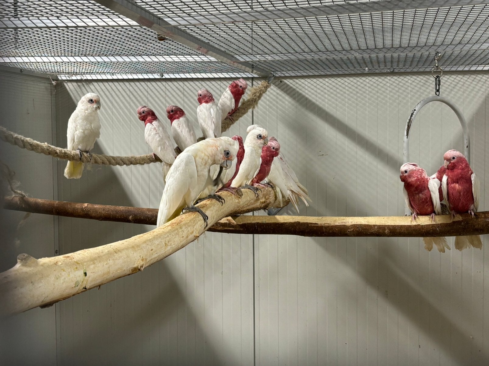 Kaketoes 2026, Dieren en Toebehoren, Meerdere dieren, Papegaai, Geringd