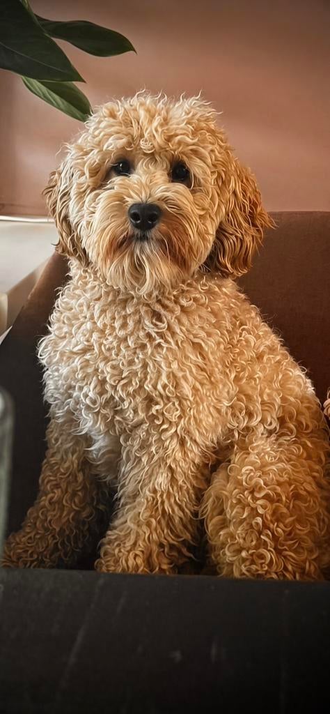 Mini Australian labradoodle Bodhi, Dieren en Toebehoren, Honden | Dekreuen, Parvo, Reu, Eén hond, 3 tot 5 jaar