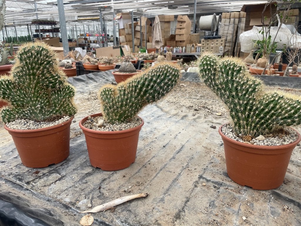 Cactus Pachycereus Pringlii Cristaat potmaat 17cm, Ophalen of Verzenden, Minder dan 100 cm, Bloeiende kamerplant, Volle zon