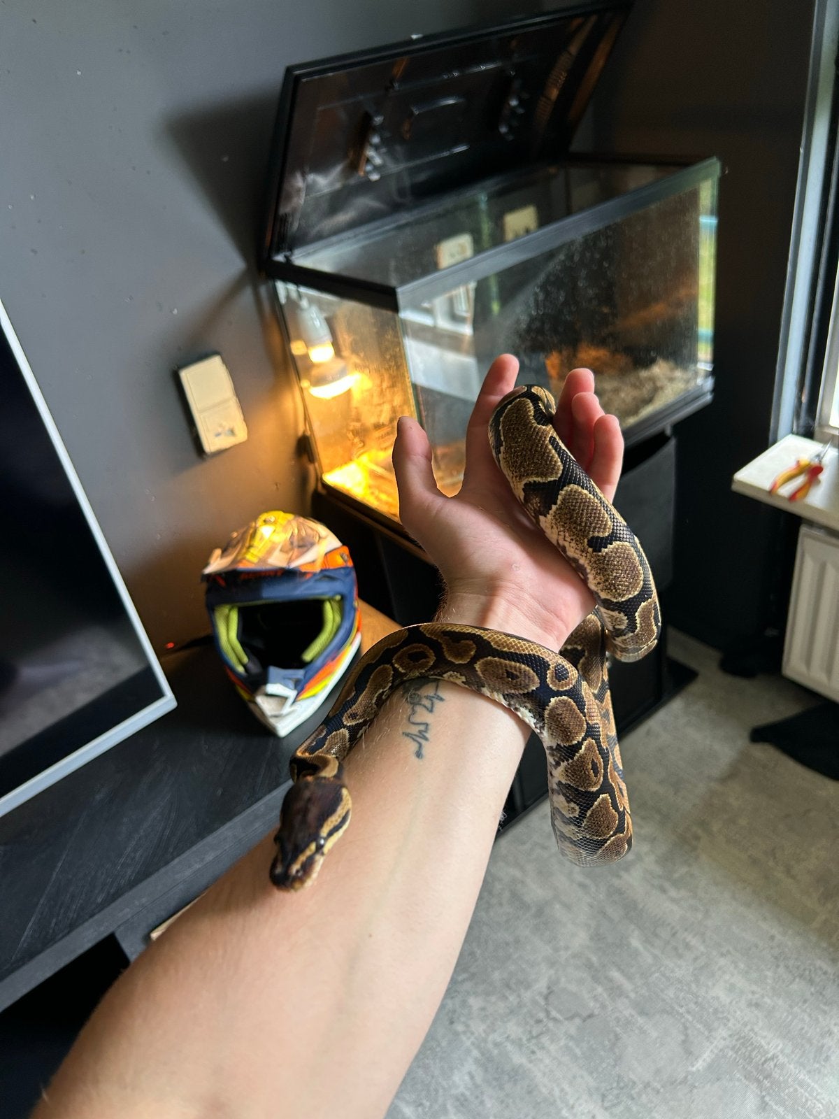 Ball python Ball Python - unknown for sale from bram jansen