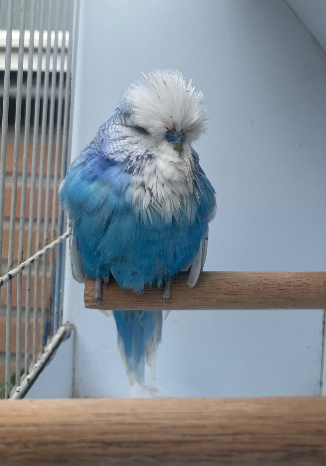 Kobalt grasparkiet