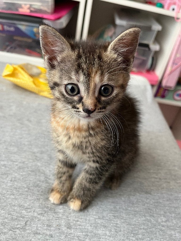 2 superlieve kittens (mogen samen weg), Poes, Ontwormd, 0 tot 2 jaar