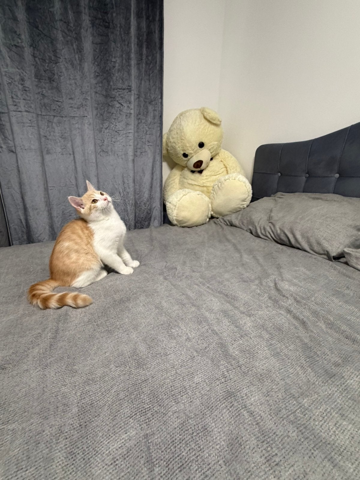 Britse korthaar, Kater