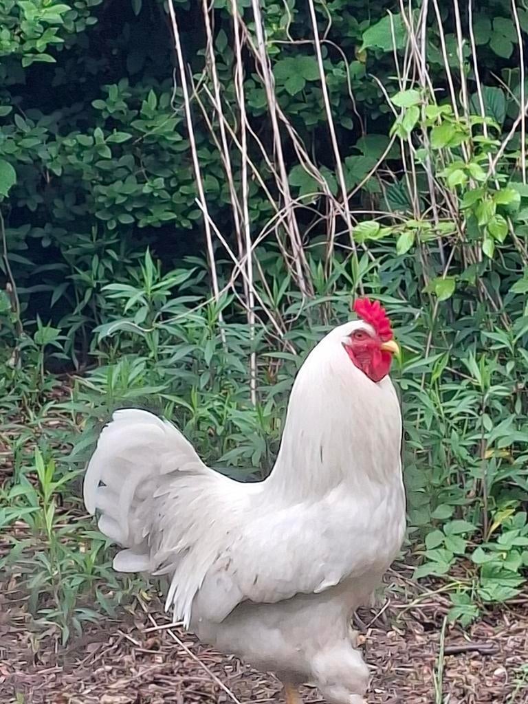 Haan 1 jaar oud, Dieren en Toebehoren