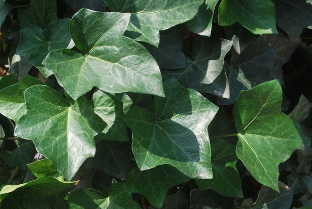 100 Hedera klimop €175 – 30-60 cm – wintergroen, Ophalen of Verzenden, Overige soorten, Struik, Minder dan 100 cm