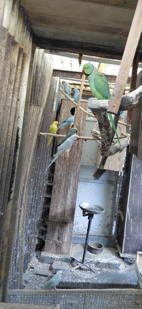 Jonge halsbandparkieten, Meerdere dieren, Parkiet, Tam