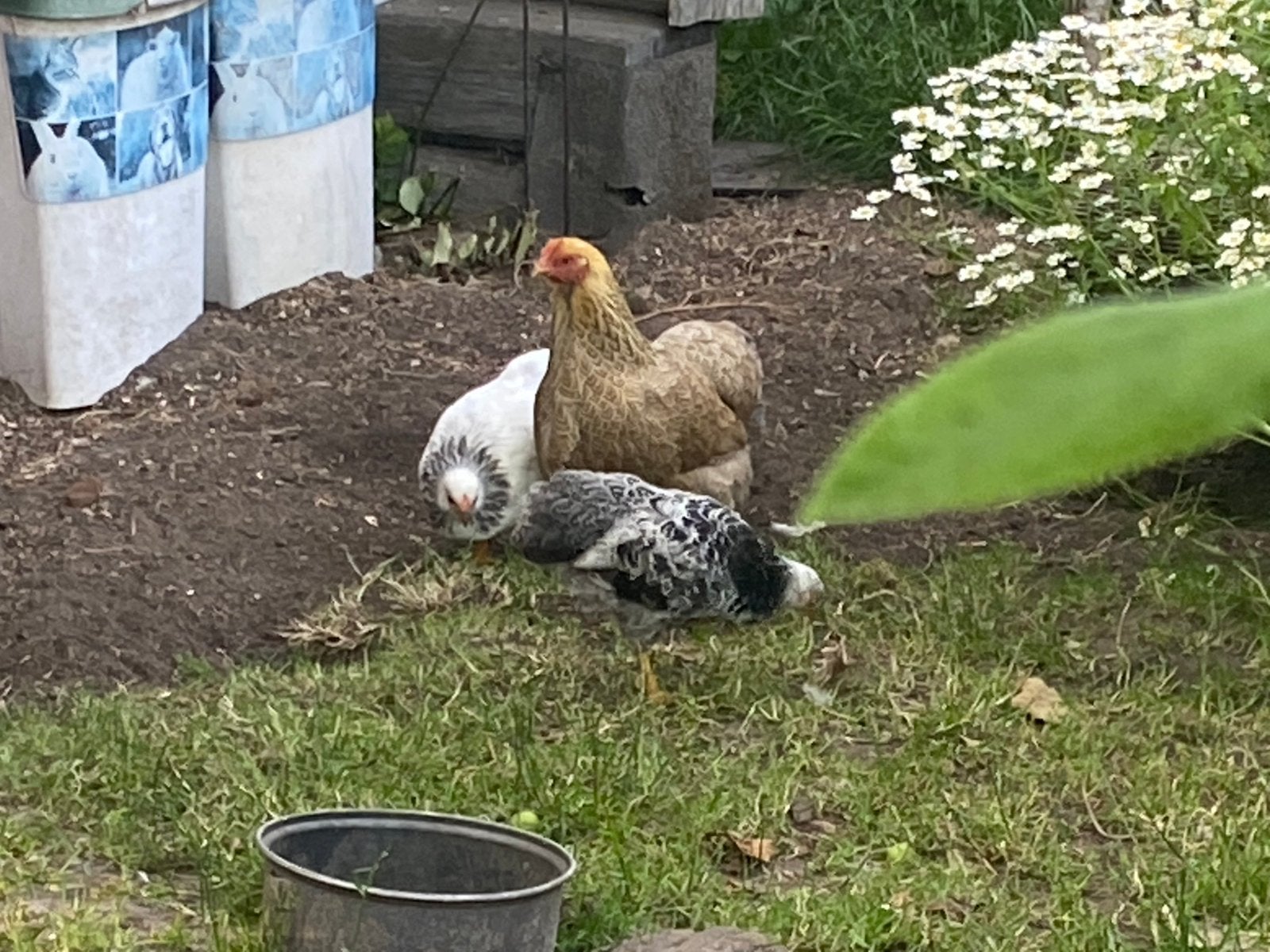 Wyandotte jonge haantjes, Dieren en Toebehoren, Pluimvee, Mannelijk, Kip