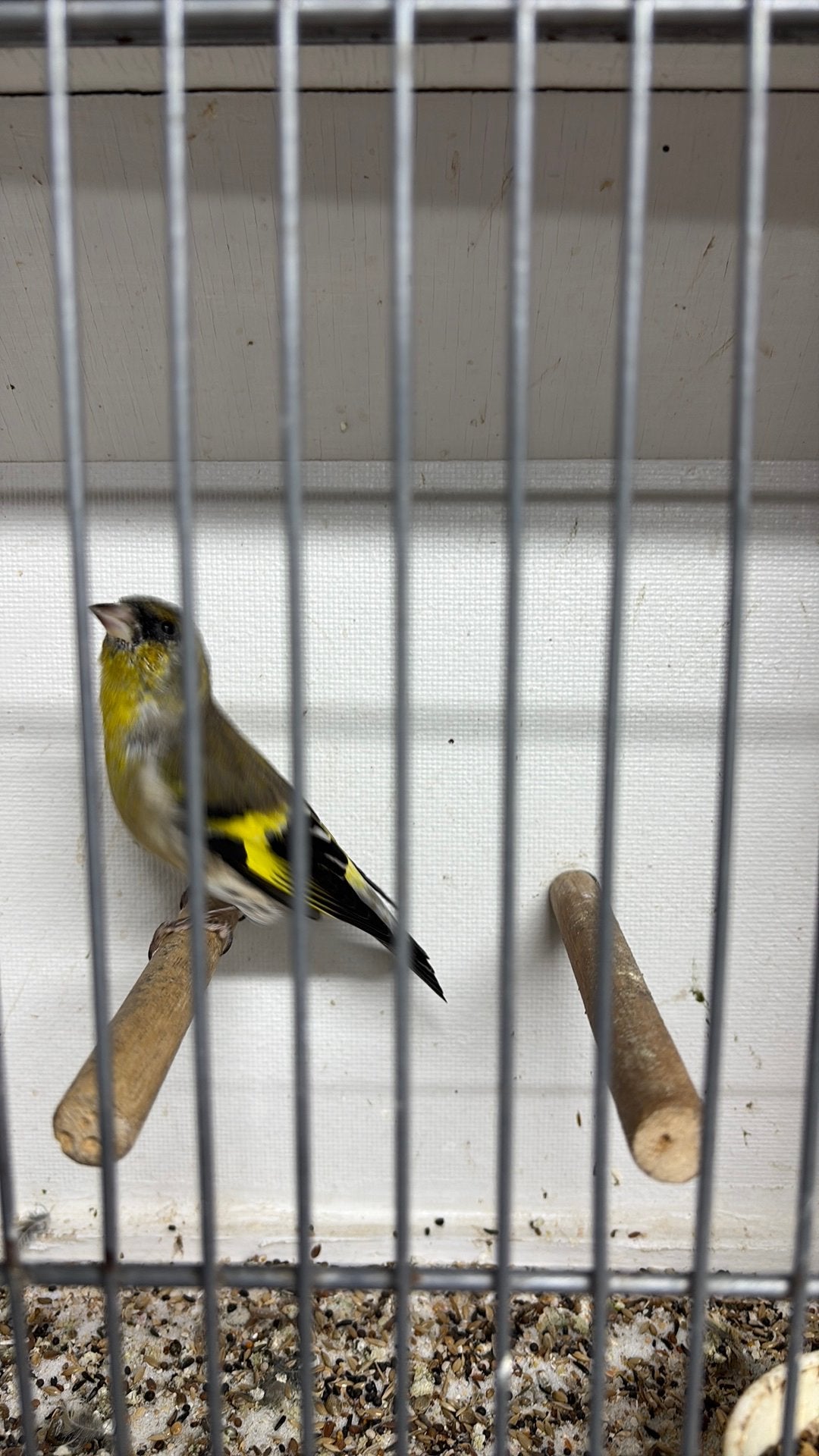 Putter x sijs, Dieren en Toebehoren, Mannelijk, Wildzangvogel