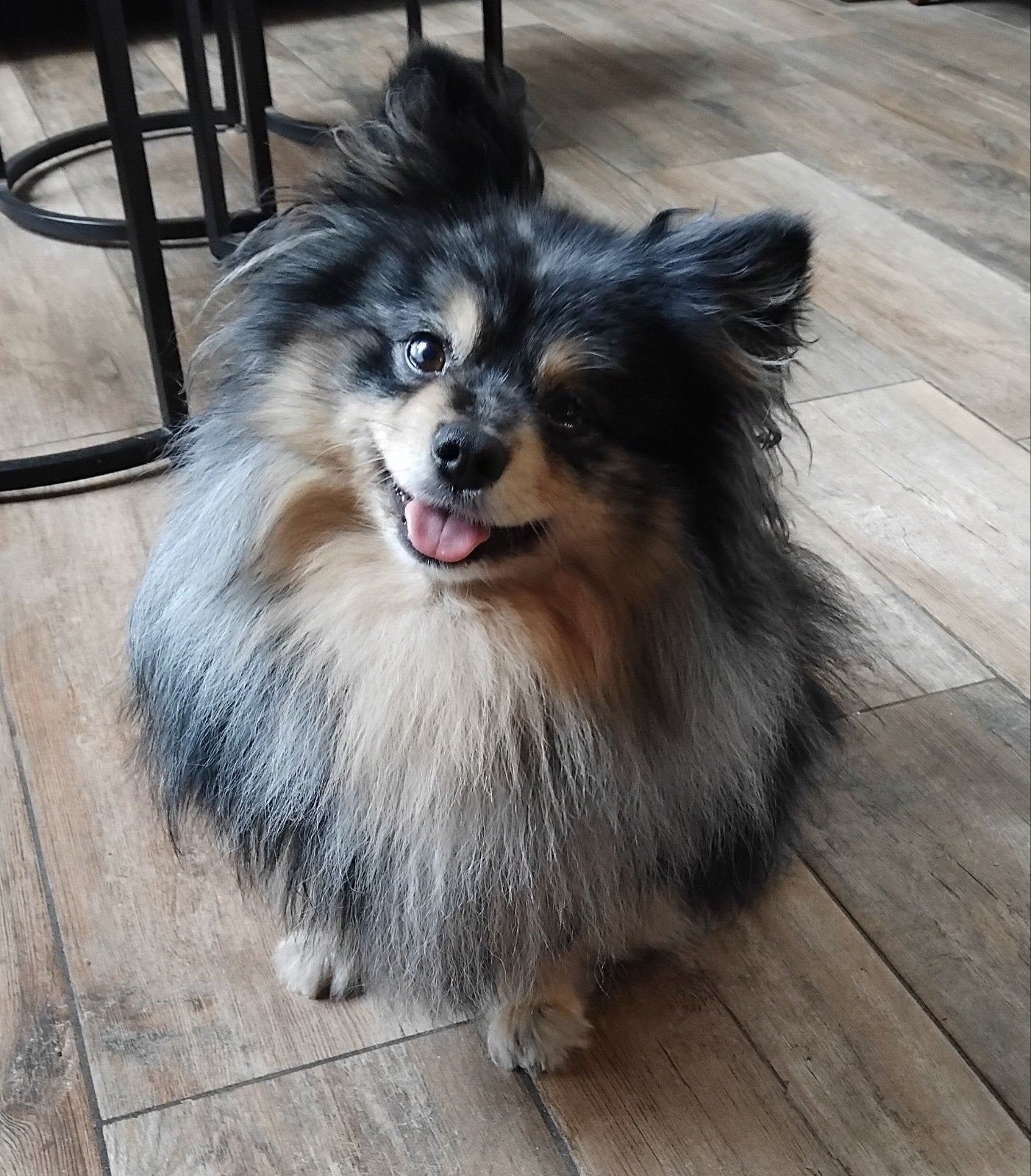 Dekreu kleinkees pommeriaan NIET TE KOOP, Reu, Eén hond, 3 tot 5 jaar, Nederland