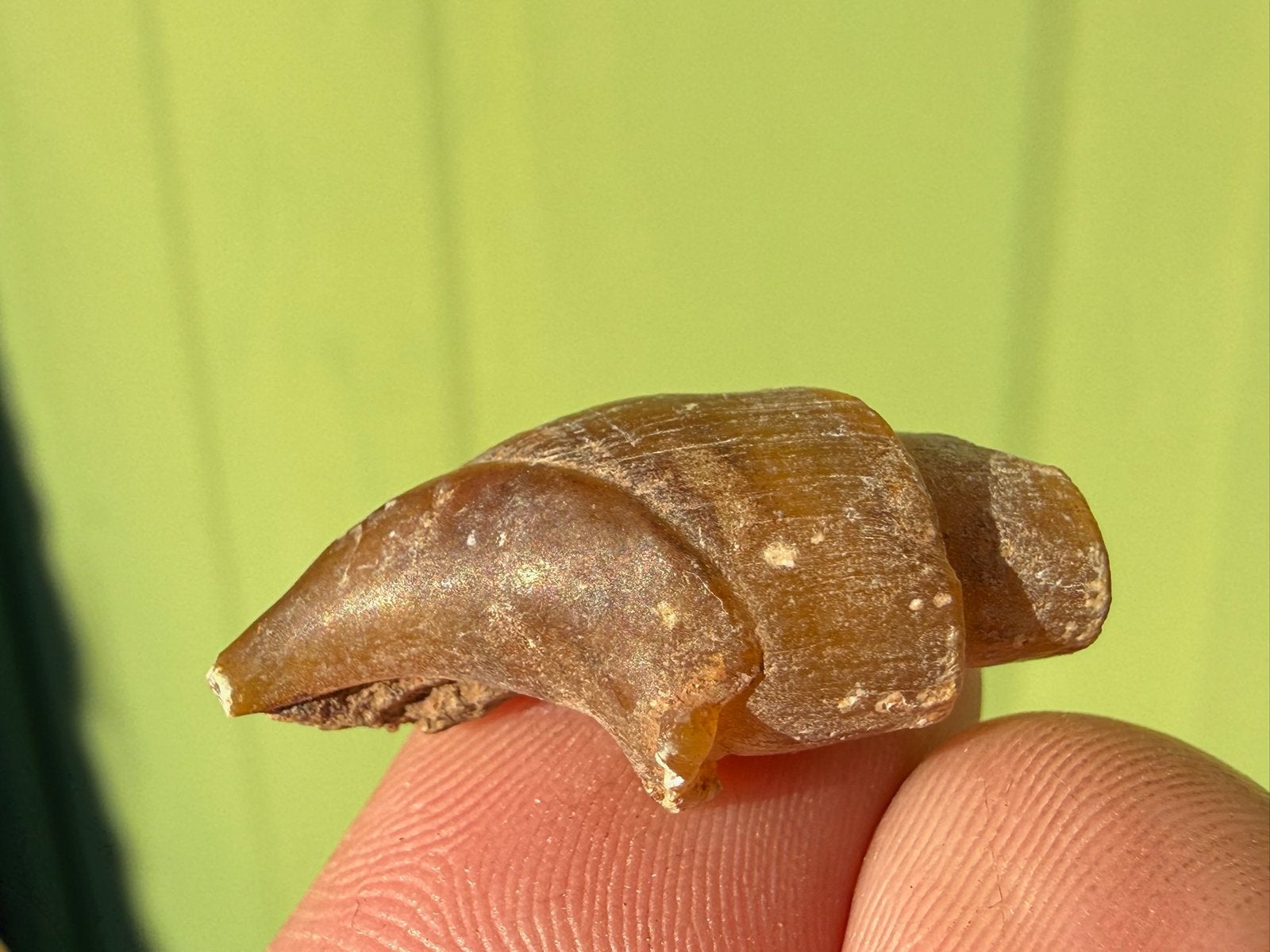 Turitella fossiel, Ophalen of Verzenden, Fossiel