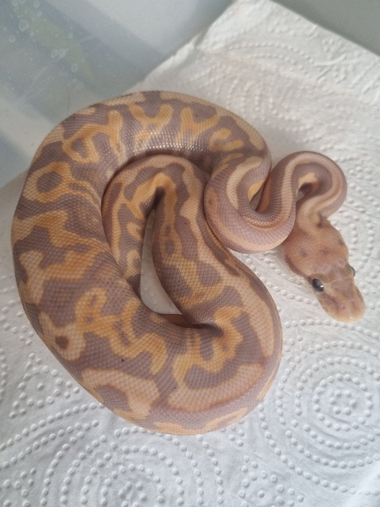 1.0 banana leopard spotnose od (bp) het clown 66% het pied Ball Python photo 2