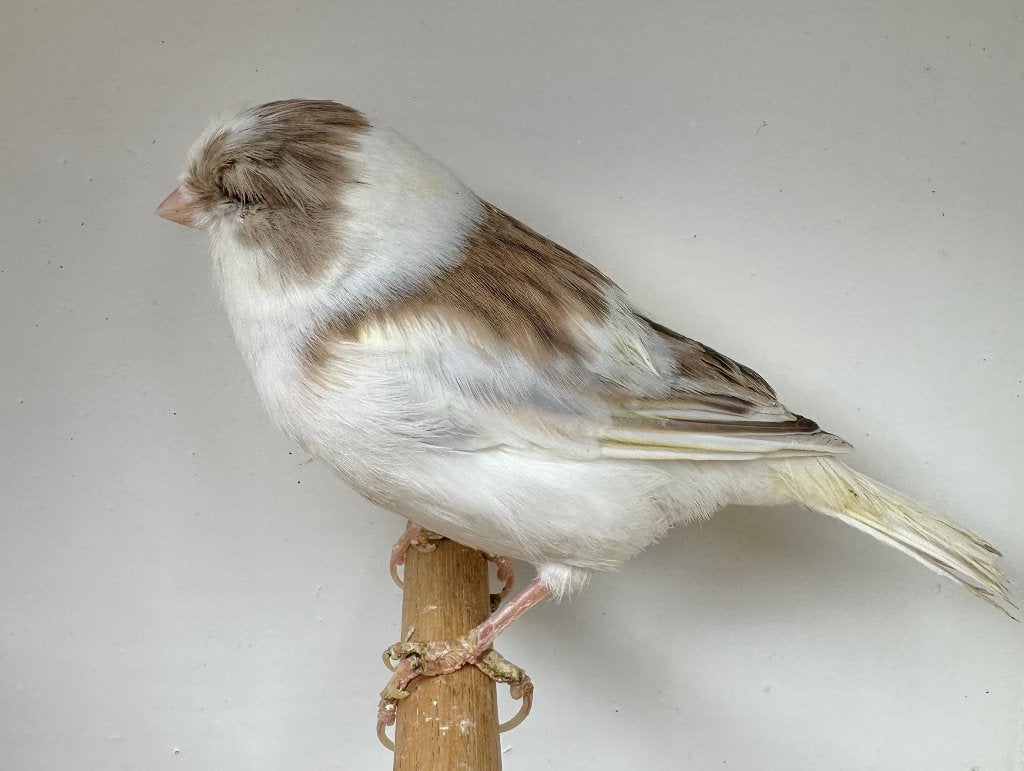 Gloster bont koppel, Meerdere dieren, Postuurkanarie