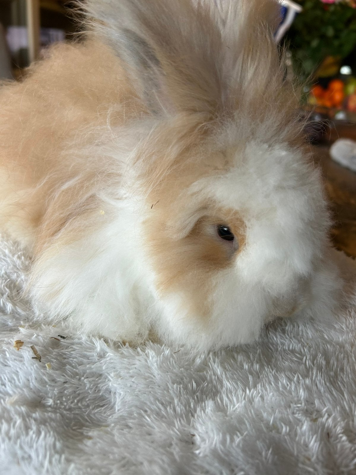 Engelse Angora mannetje 8 weken, Dieren en Toebehoren, Mannelijk, Middelgroot