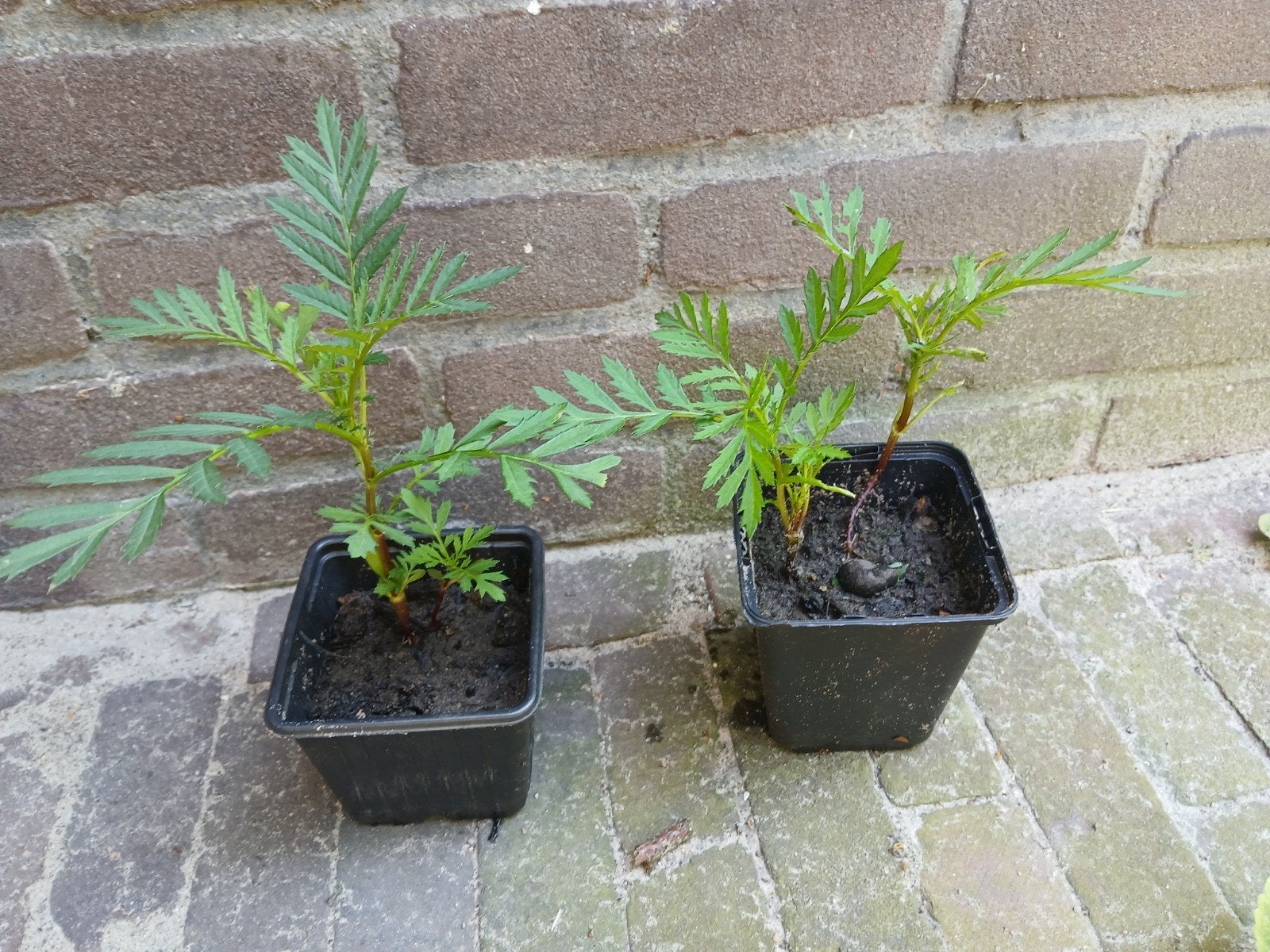 Biologische afrikaantjes, Ophalen, Minder dan 100 cm, Overige soorten, Zomer