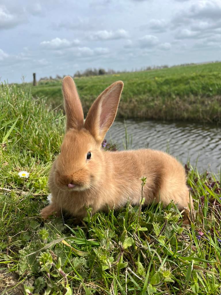 Mooie rustige jonge konijnen te koop!, Meerdere dieren, Groot, 0 tot 2 jaar