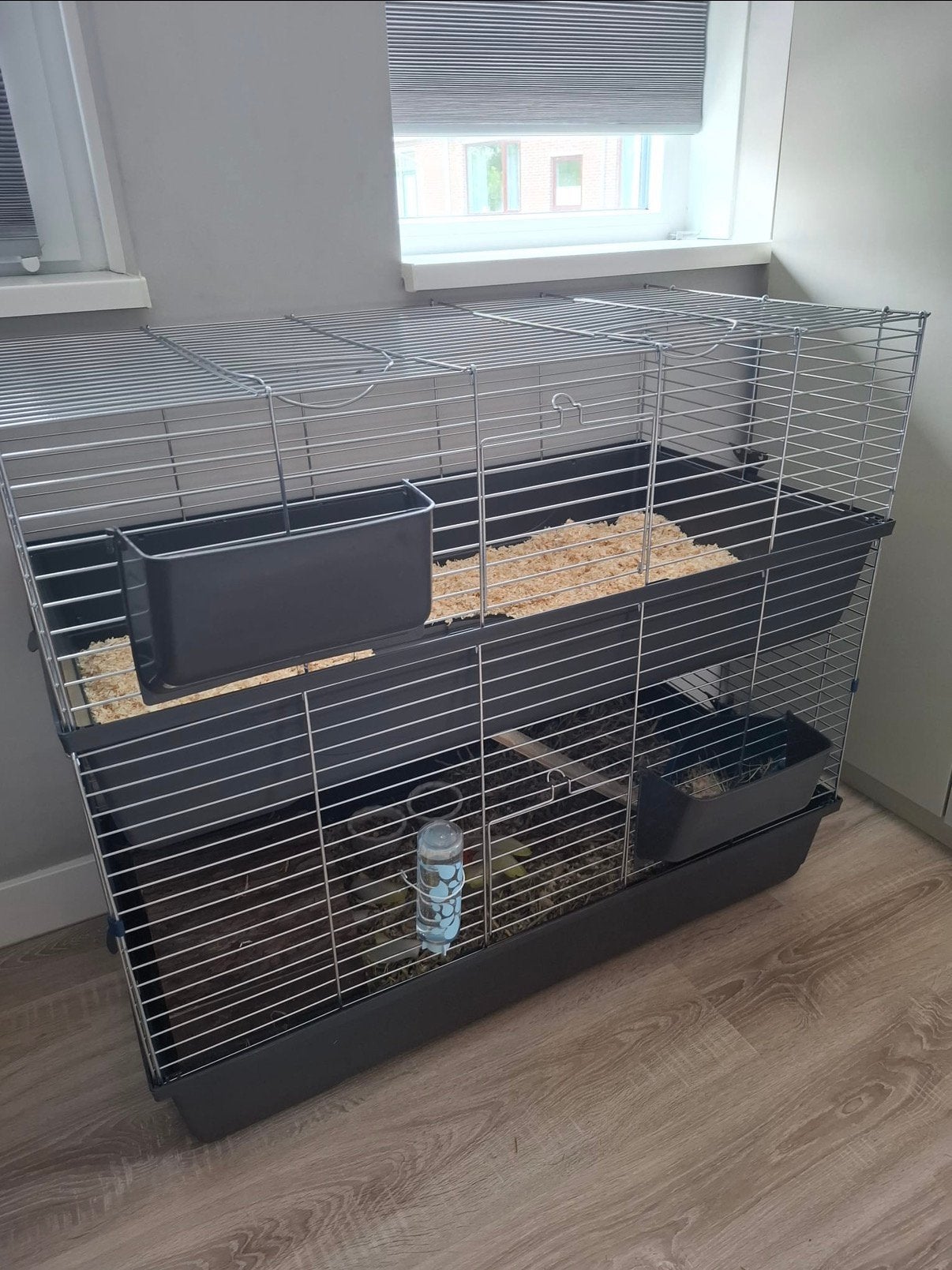 Twee super lieve cavias, compleet met alle toebehoren, Kooi, Zo goed als nieuw, 75 tot 110 cm, Cavia