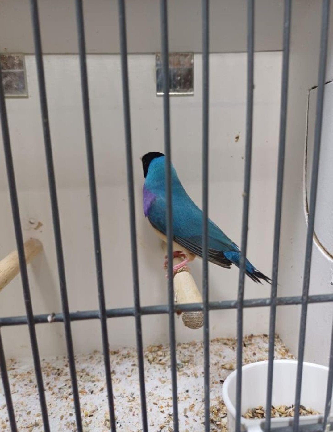 Gezocht koppel goulds amadines, Dieren en Toebehoren, Vogels | Overige Vogels, Meerdere dieren