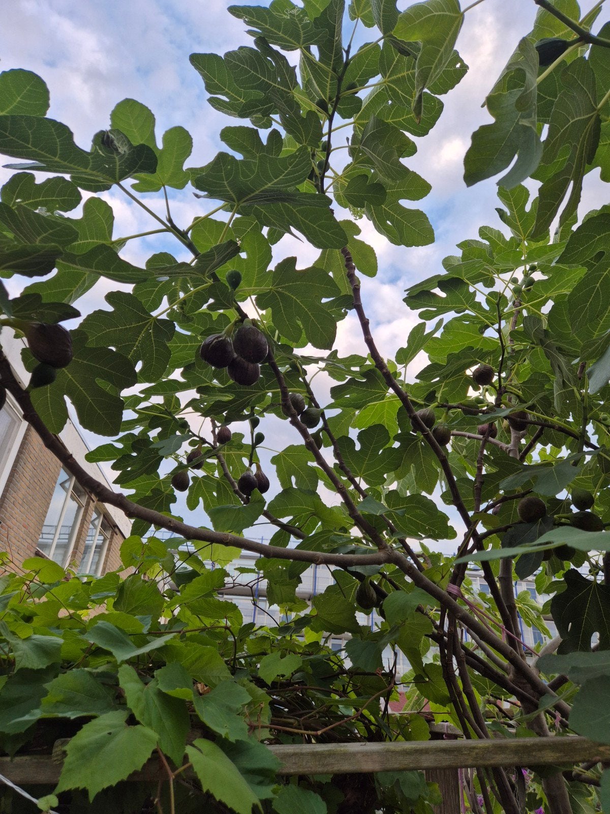 vijgenboom, Bloeit niet, Overige soorten, 100 tot 250 cm, Ophalen