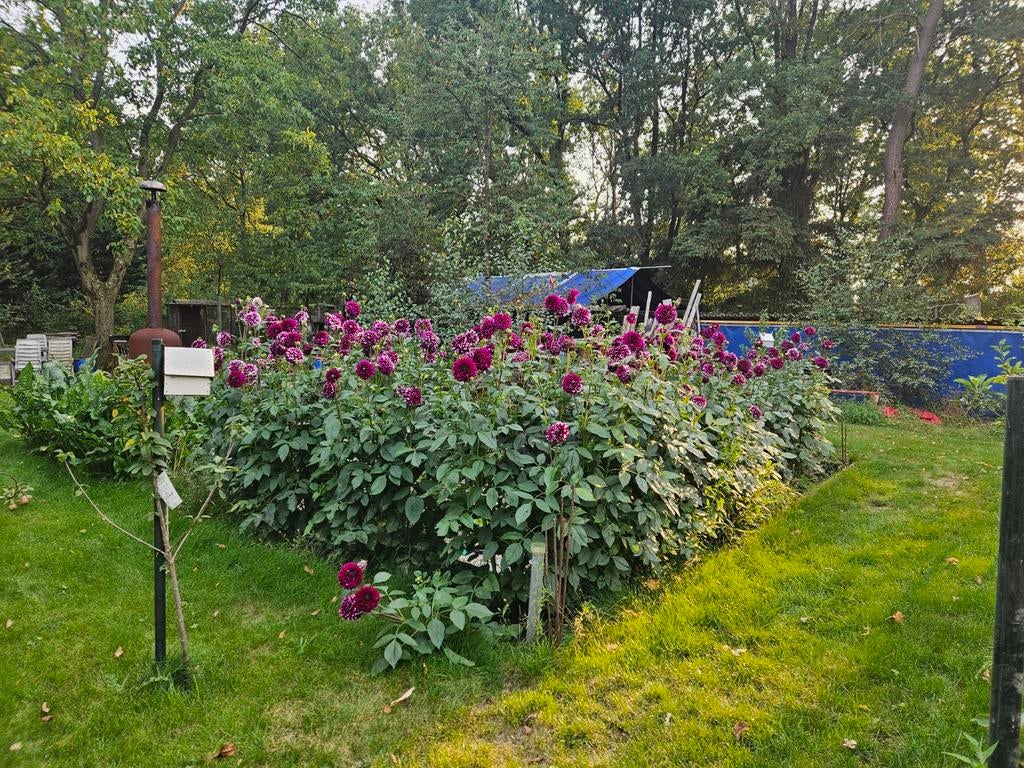Paarse dahlia bollen te koop, Ophalen of Verzenden