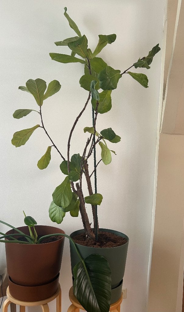 Ficus Lyrata vioolblad vijg kamerplant groot elho pot, Ophalen, Ficus, Halfschaduw, 100 tot 150 cm