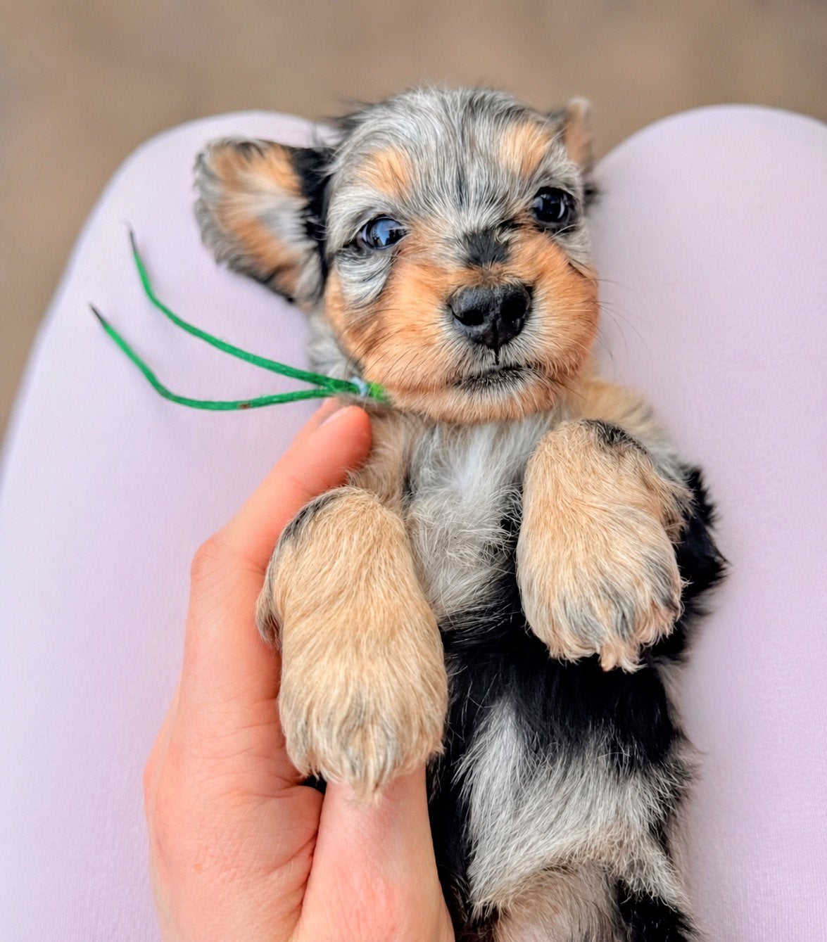 •MALLETECKEL•    DWERGTECKEL X MALTEZER !speciale kruising!., 8 tot 15 weken, Dwerg, Langhaar, Parvo