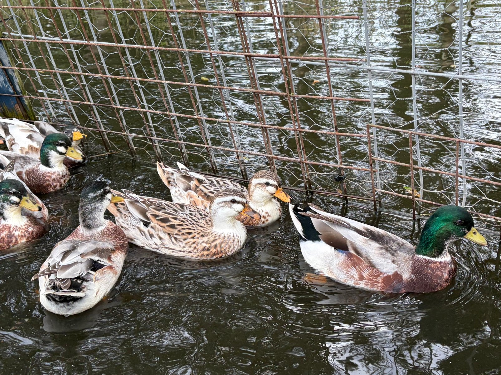 Kwakers Silver Appleyard, Dieren en Toebehoren, Meerdere dieren, Eend