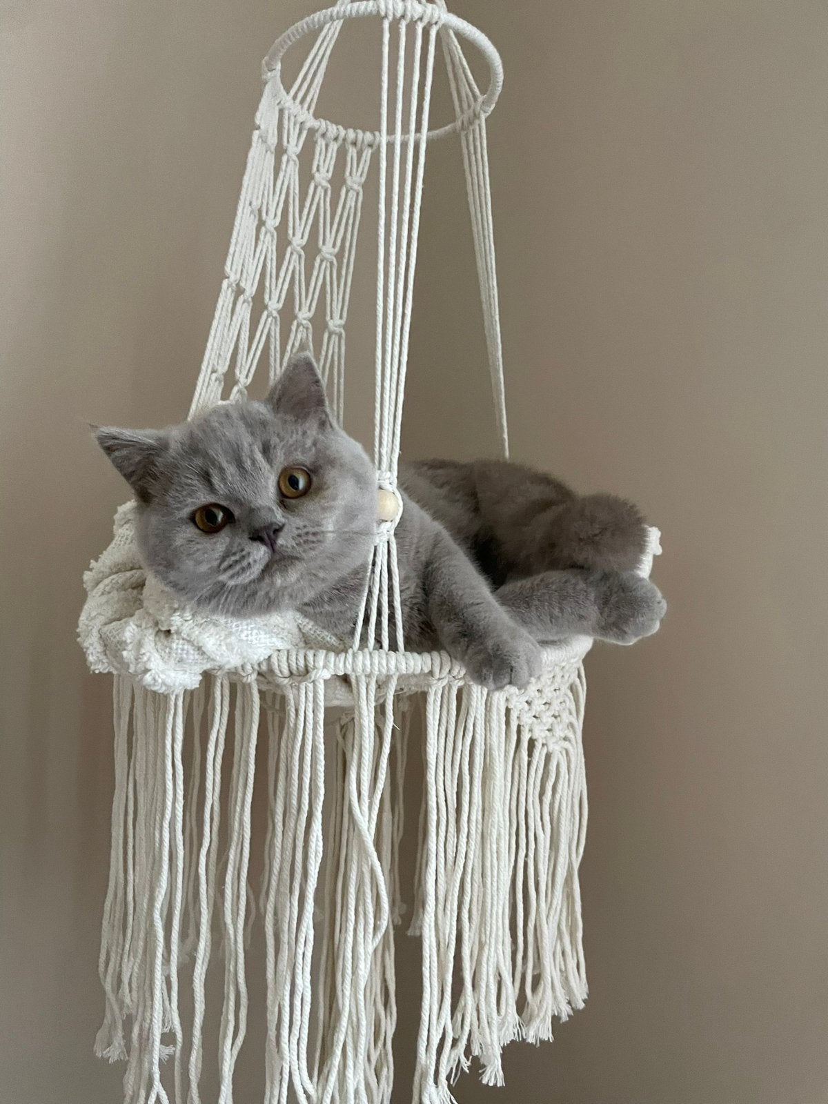 Britse korthaar poes te koop, Poes, Ontwormd, 0 tot 2 jaar