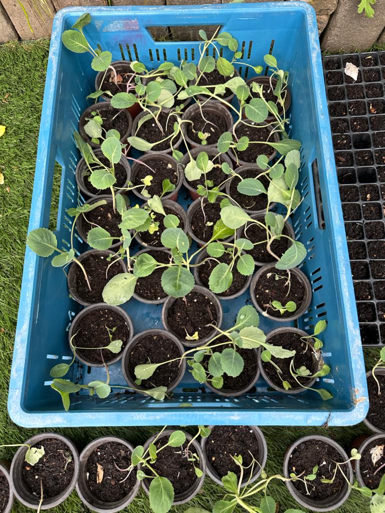 Diverse biologische koolplantjes: rood, spits, wit, bloem, s, Tuin en Terras, Planten | Tuinplanten, Volle zon, Groenteplanten