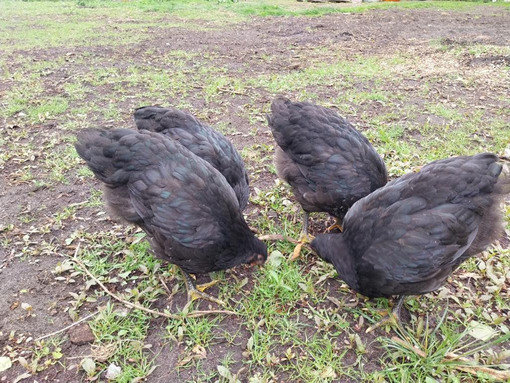 4 haantjes Jersey Giants, Dieren en Toebehoren, Pluimvee, Mannelijk, Kip