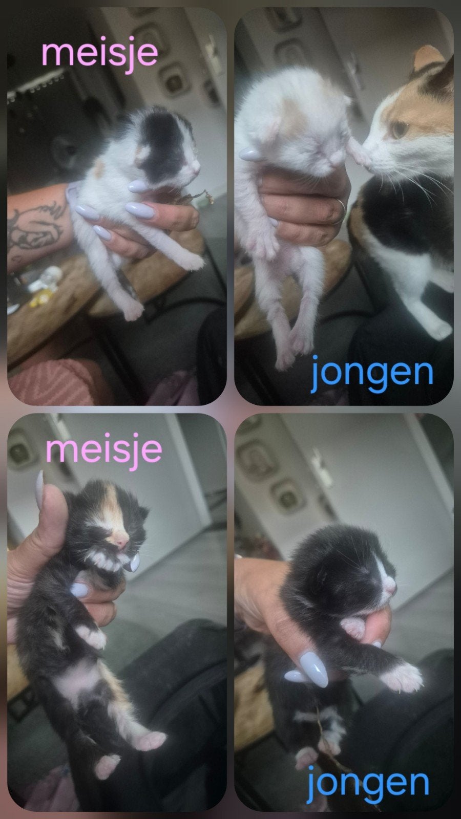 4 kittens, Meerdere dieren