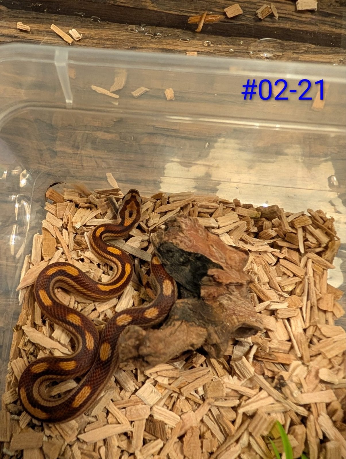 Jonge Caramel rattenslangen het Palmetto Rat Snake photo 4